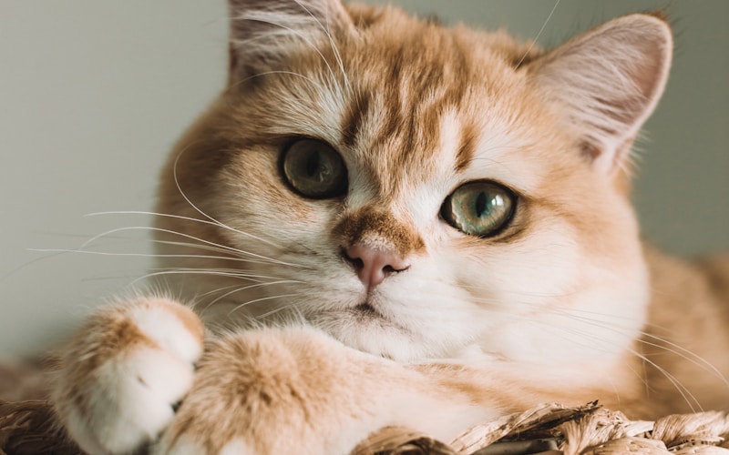Cat receiving veterinary care