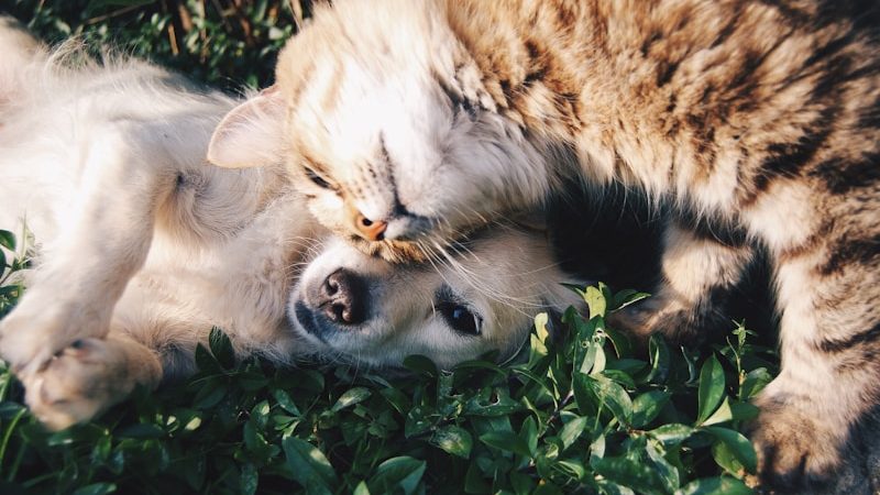 Why Annual Wellness Exams Matter for Your Pet