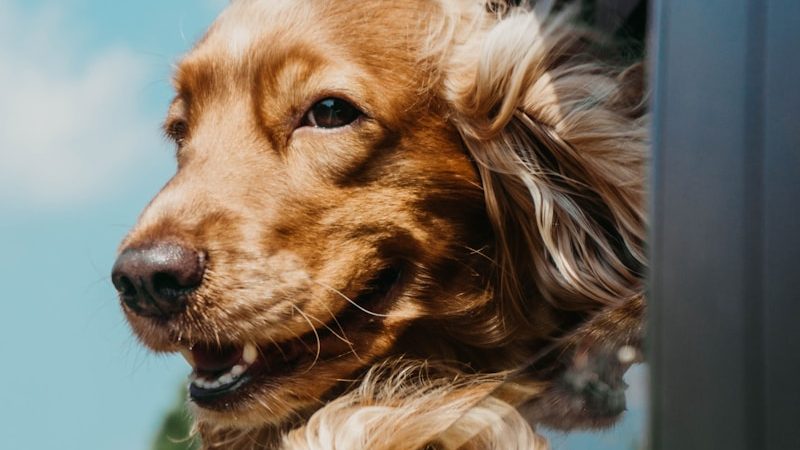 5 Signs Your Pet Needs a Dental Checkup