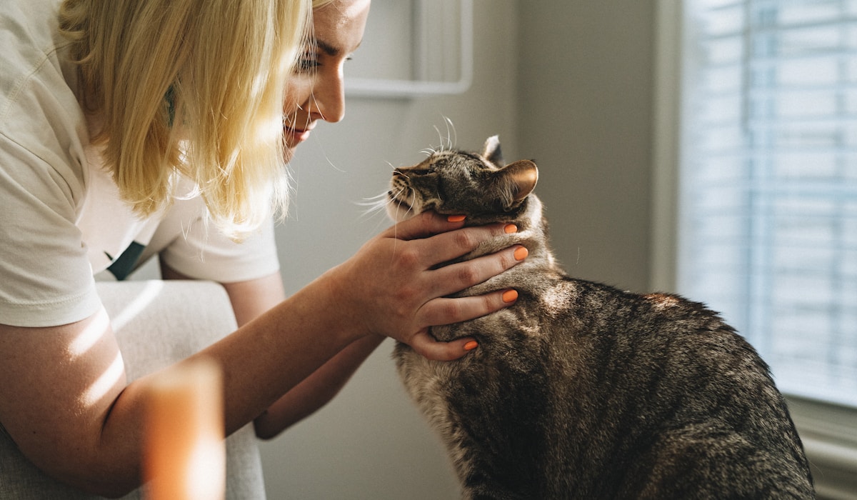 Veterinarian examining a dog at Frisco Petcare